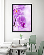 Foto Plagát Violet orchid zv6841